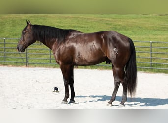 American Quarter Horse, Gelding, 6 years, 15 hh, Black