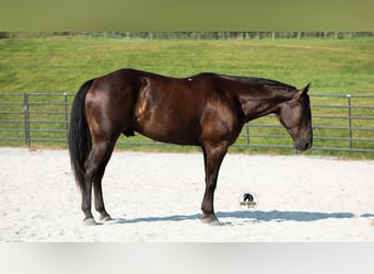 American Quarter Horse, Gelding, 6 years, 15 hh, Black