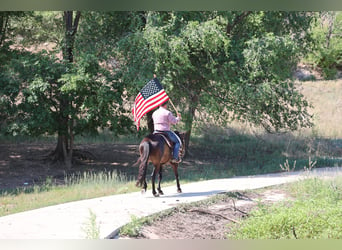 American Quarter Horse, Gelding, 6 years, 15 hh, Black