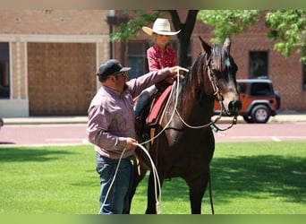 American Quarter Horse, Gelding, 6 years, 15 hh, Black