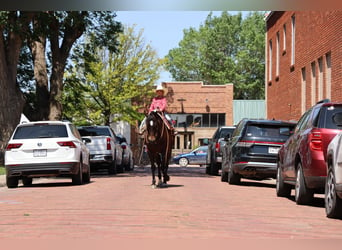 American Quarter Horse, Gelding, 6 years, 15 hh, Black