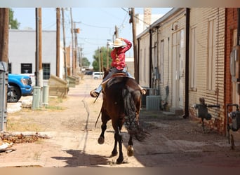 American Quarter Horse, Gelding, 6 years, 15 hh, Black