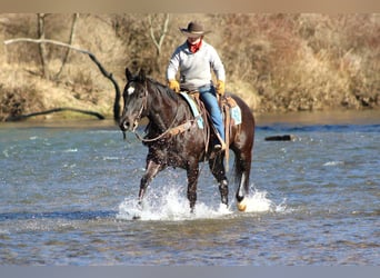 American Quarter Horse, Gelding, 6 years, 15 hh, Black