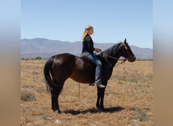 American Quarter Horse, Gelding, 6 years, 15 hh, Brown