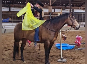 American Quarter Horse, Gelding, 6 years, 15 hh, Buckskin