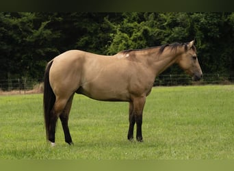 American Quarter Horse, Gelding, 6 years, 15 hh, Buckskin