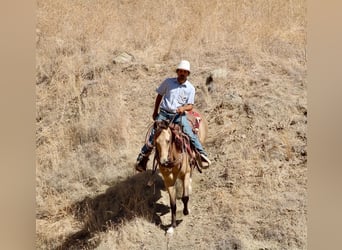 American Quarter Horse, Gelding, 6 years, 15 hh, Buckskin