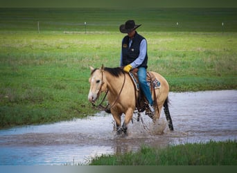 American Quarter Horse, Gelding, 6 years, 15 hh, Buckskin