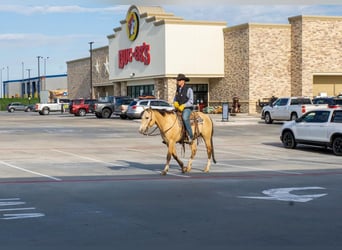 American Quarter Horse, Gelding, 6 years, 15 hh, Buckskin
