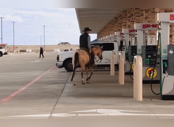 American Quarter Horse, Gelding, 6 years, 15 hh, Buckskin