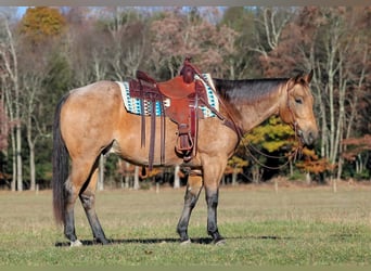 American Quarter Horse, Gelding, 6 years, 15 hh, Buckskin