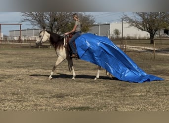 American Quarter Horse, Gelding, 6 years, 15 hh, Buckskin