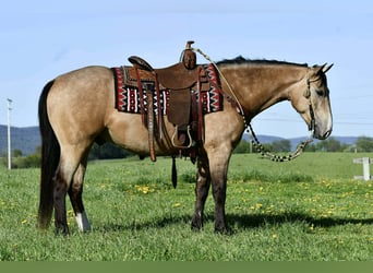 American Quarter Horse, Gelding, 6 years, 15 hh, Buckskin