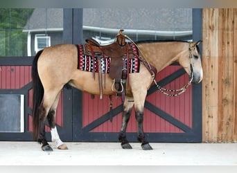 American Quarter Horse, Gelding, 6 years, 15 hh, Buckskin