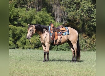 American Quarter Horse, Gelding, 6 years, 15 hh, Buckskin