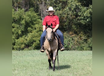 American Quarter Horse, Gelding, 6 years, 15 hh, Buckskin
