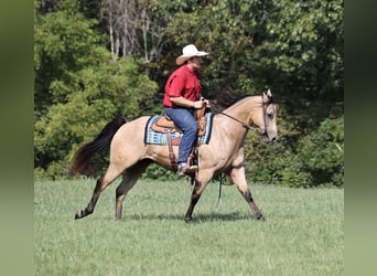 American Quarter Horse, Gelding, 6 years, 15 hh, Buckskin