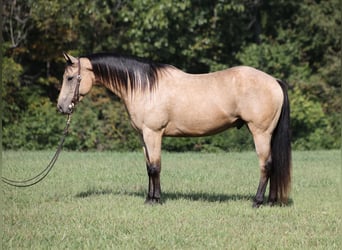 American Quarter Horse, Gelding, 6 years, 15 hh, Buckskin