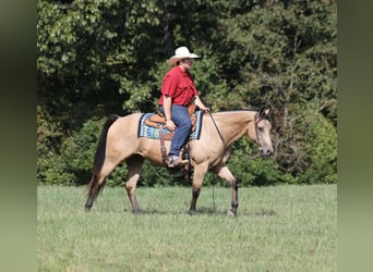American Quarter Horse, Gelding, 6 years, 15 hh, Buckskin