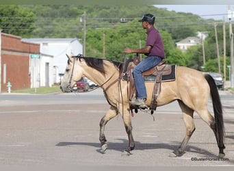 American Quarter Horse, Gelding, 6 years, 15 hh, Buckskin
