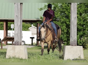 American Quarter Horse, Gelding, 6 years, 15 hh, Buckskin