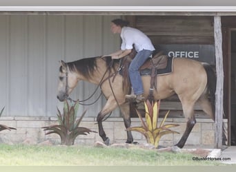 American Quarter Horse, Gelding, 6 years, 15 hh, Buckskin