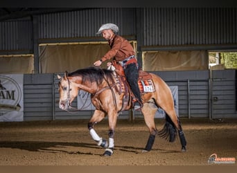 American Quarter Horse, Gelding, 6 years, 15 hh, Buckskin