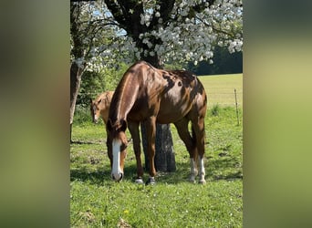 American Quarter Horse, Gelding, 6 years, 15 hh, Chestnut-Red