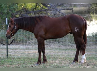 American Quarter Horse, Gelding, 6 years, 15 hh, Chestnut