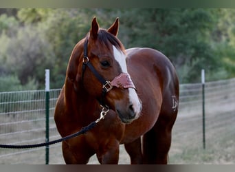 American Quarter Horse, Gelding, 6 years, 15 hh, Chestnut