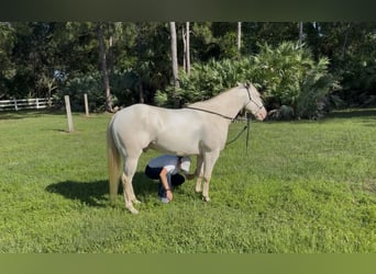 American Quarter Horse, Gelding, 6 years, 15 hh, Cremello