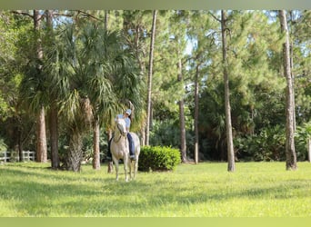 American Quarter Horse, Gelding, 6 years, 15 hh, Cremello