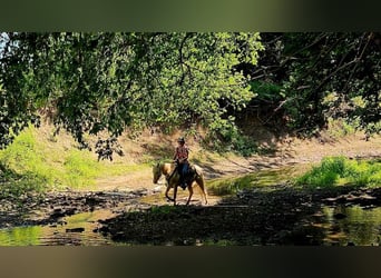 American Quarter Horse, Gelding, 6 years, 15 hh, Cremello