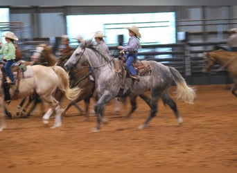 American Quarter Horse, Gelding, 6 years, 15 hh, Gray-Dapple