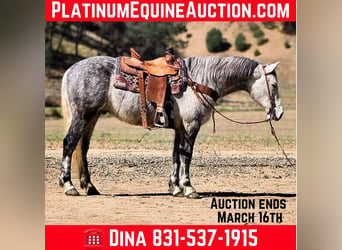 American Quarter Horse, Gelding, 6 years, 15 hh, Gray-Dapple