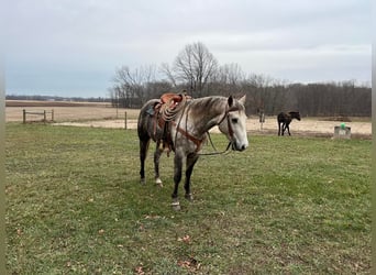 American Quarter Horse, Gelding, 6 years, 15 hh, Gray-Dapple