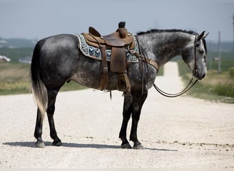 American Quarter Horse, Gelding, 6 years, 15 hh, Gray
