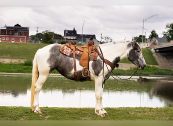 American Quarter Horse, Gelding, 6 years, 15 hh, Gray