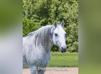 American Quarter Horse, Gelding, 6 years, 15 hh, Gray