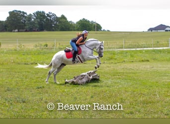 American Quarter Horse, Gelding, 6 years, 15 hh, Gray