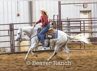 American Quarter Horse, Gelding, 6 years, 15 hh, Gray