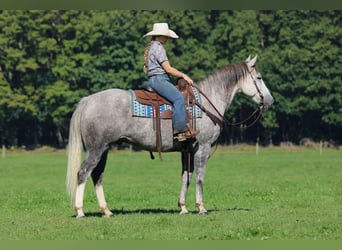 American Quarter Horse, Gelding, 6 years, 15 hh, Grey-Dapple