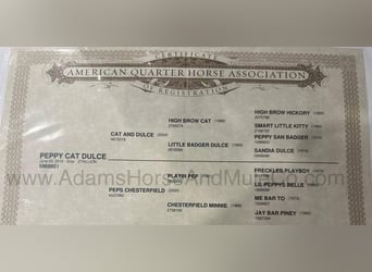 American Quarter Horse, Gelding, 6 years, 15 hh, Grey-Dapple