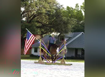 American Quarter Horse, Gelding, 6 years, 15 hh, Grullo