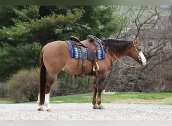 American Quarter Horse, Gelding, 6 years, 15 hh, Grullo