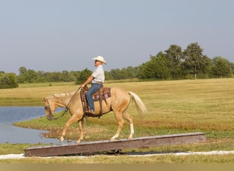 American Quarter Horse, Gelding, 6 years, 15 hh, Palomino