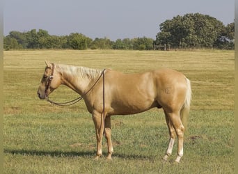 American Quarter Horse, Gelding, 6 years, 15 hh, Palomino