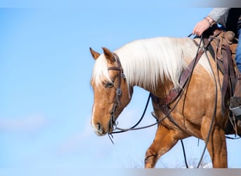 American Quarter Horse, Gelding, 6 years, 15 hh, Palomino