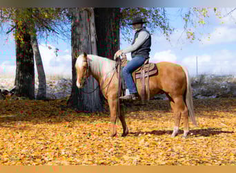 American Quarter Horse, Gelding, 6 years, 15 hh, Palomino