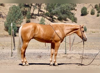 American Quarter Horse, Gelding, 6 years, 15 hh, Palomino